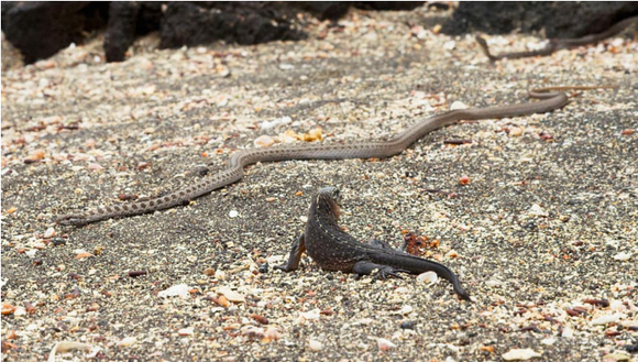 Iguana Chased by a swarm of Snakes